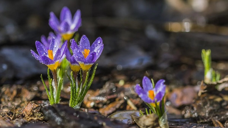 Україну накриє справжнє весняне потепління, – синоптик