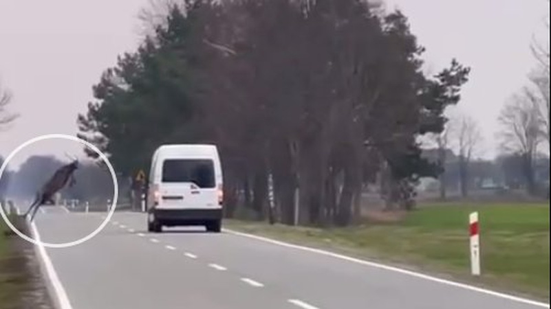 «Пролетів» над автомобілем: у Польщі волинянин ледь не збив оленя