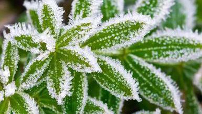 З понеділка на Волині очікуються заморозки