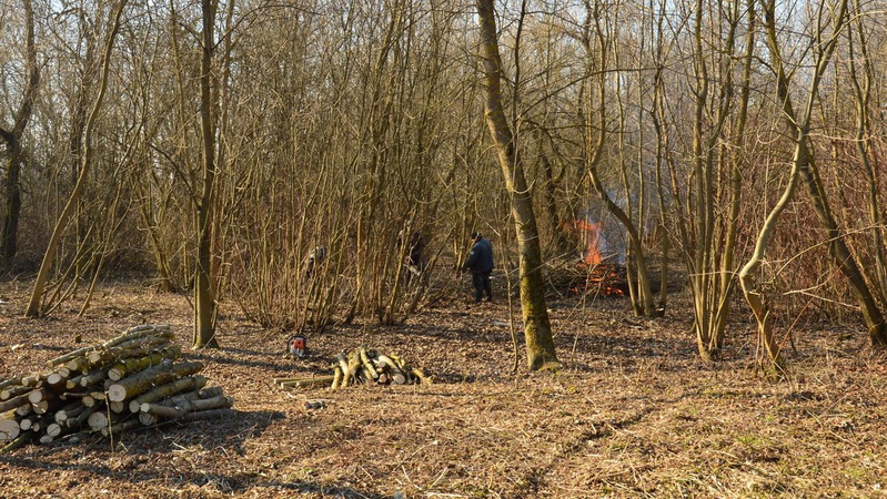 У центральному парку Луцька зріжуть 18 дерев, на меморіалі – 22