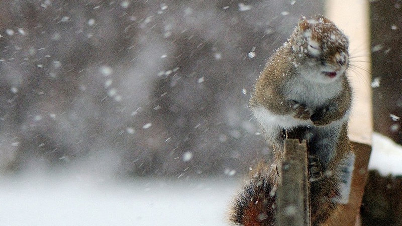Синоптики спрогнозували погоду на Волині у середу, 1 грудня