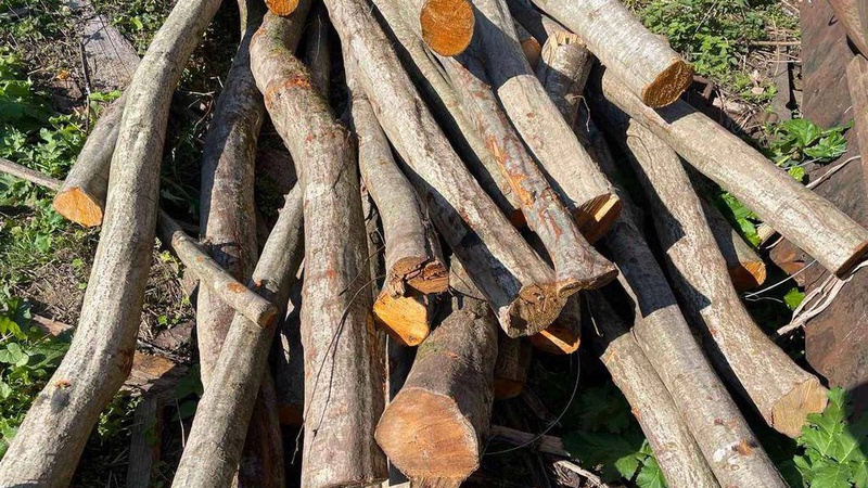 На Волині під час незаконної рубки загинув чоловік