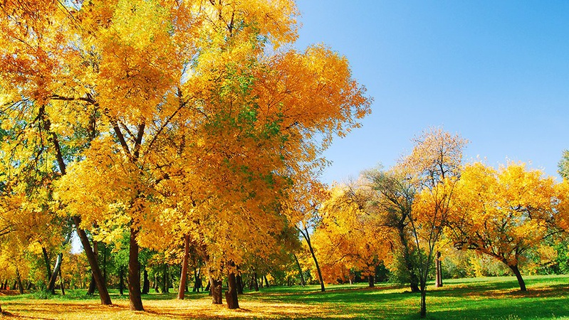 Сонячна субота: температура в Україні підніметься вище +20°