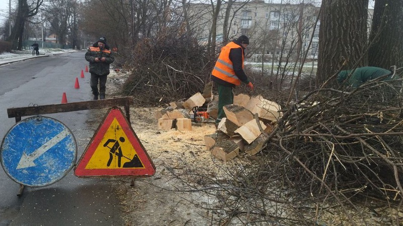 У Луцьку аварійні дерева ріжуть на дрова