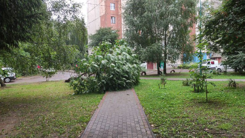 У луцькому сквері буревій повалив дерево. ВІДЕО