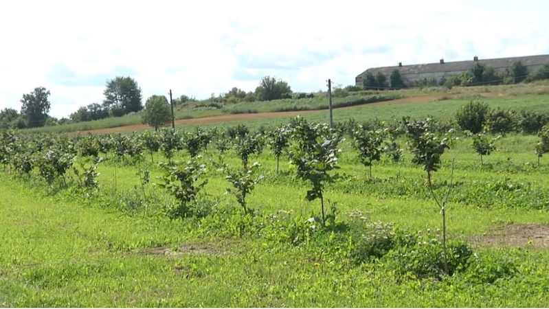У селі на Волині на місці чагарнику посадили гектари фундука. Відео