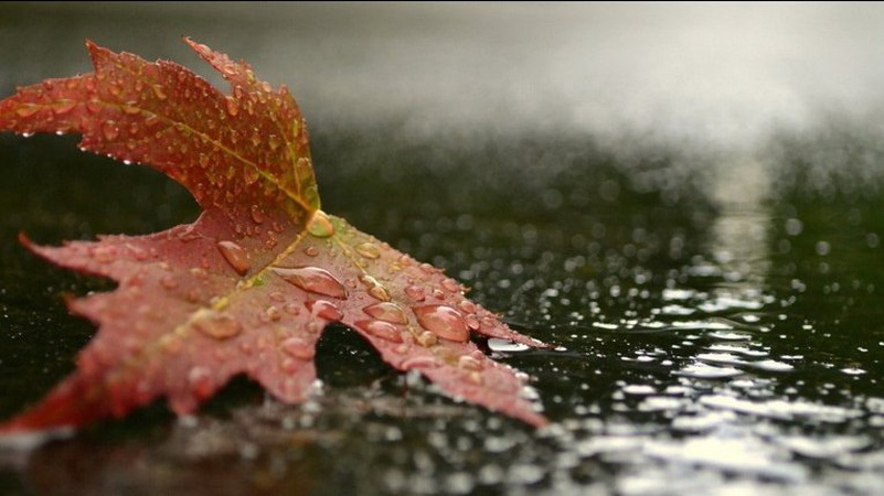 Дощі в низці областей: прогноз погоди на 13 жовтня