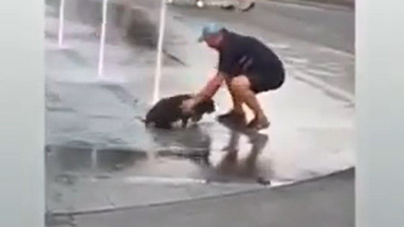 У Луцьку чоловік скупав собаку у світлодіодному фонтані