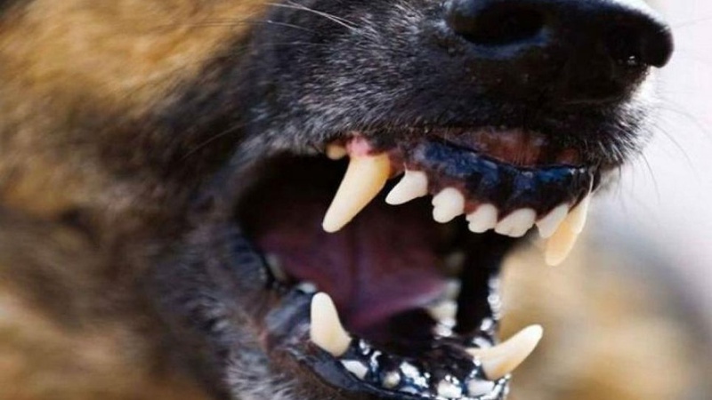 На Волині почастішали випадки нападів собак і котів на людей