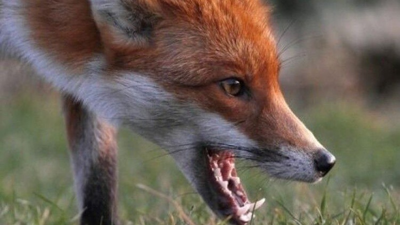 На Волині лисиці крадуть курей у селян