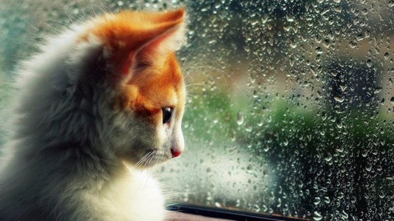 Дощі, місцями грози: прогноз погоди на 15 квітня