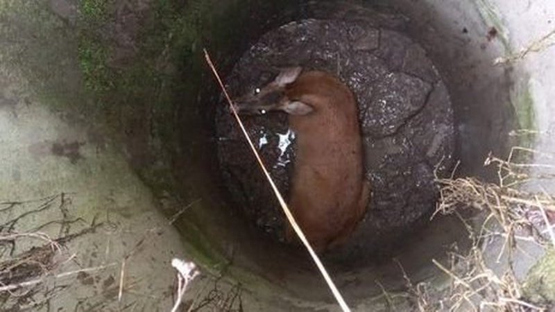 На Волині в закинутому колодязі жінка знайшла безпорадну козулю