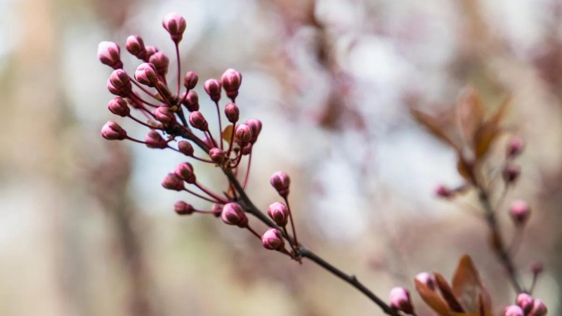 Україну розігріє до +17°: синоптик розказала, де буде найтепліше