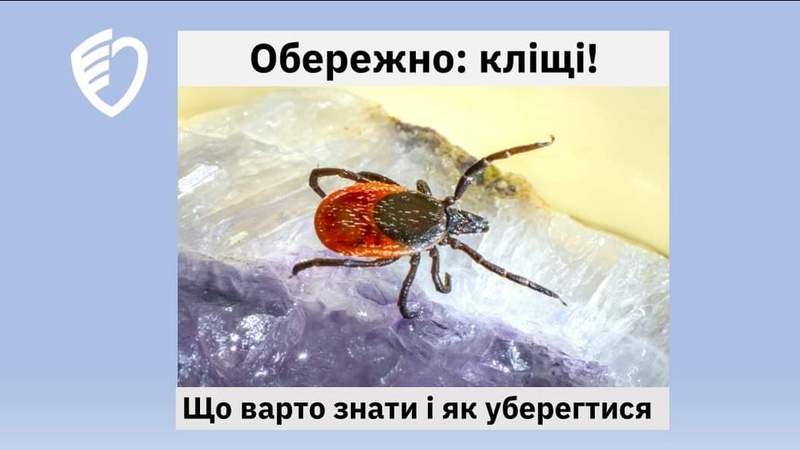 На Волині активізувалися іксодові кліщі