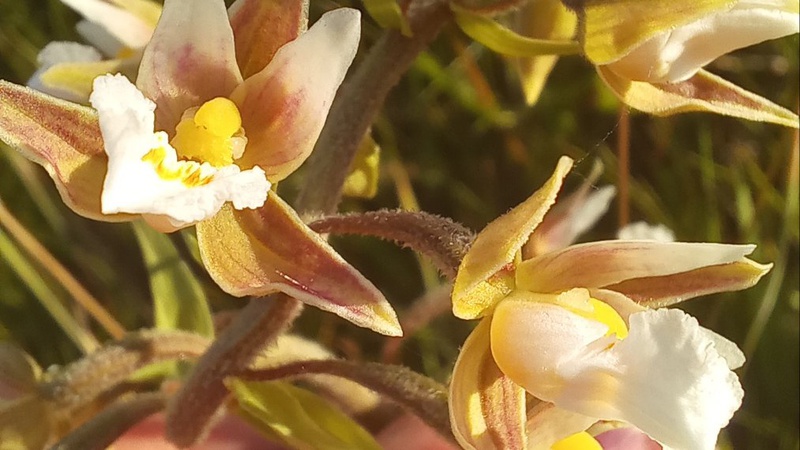 Де на Волині росте рідкісна червонокнижна коручка болотна