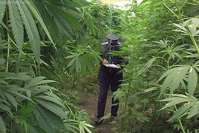 26-річний волинянин сіяв і продавав коноплю