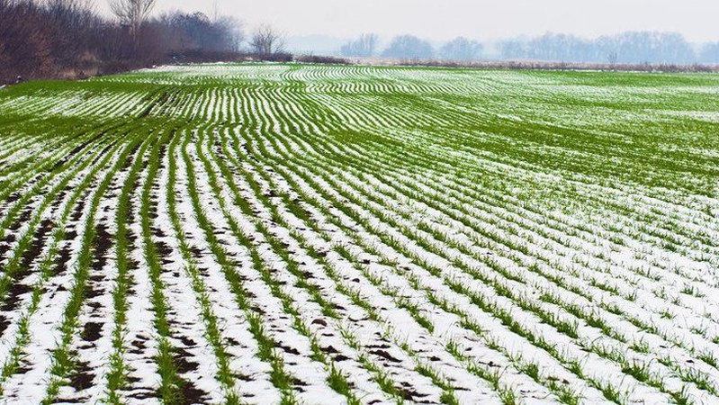 Волинські синоптики попереджають про сильні заморозки