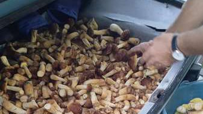 На Волині люди назбирали цілий багажник грибів. ФОТО