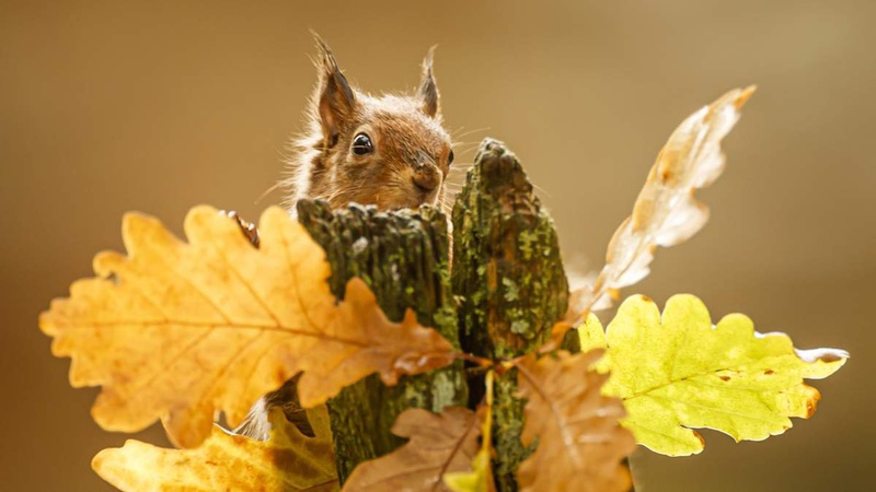 Що прогнозують волинські синоптики у вихідні, 16-17 жовтня