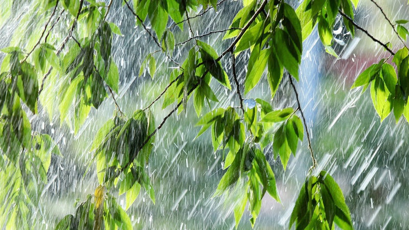 Місцями дощ і туман: прогноз погоди на 25 квітня