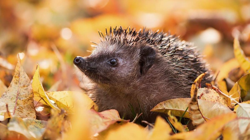 Чи дощитиме завтра, 1 жовтня