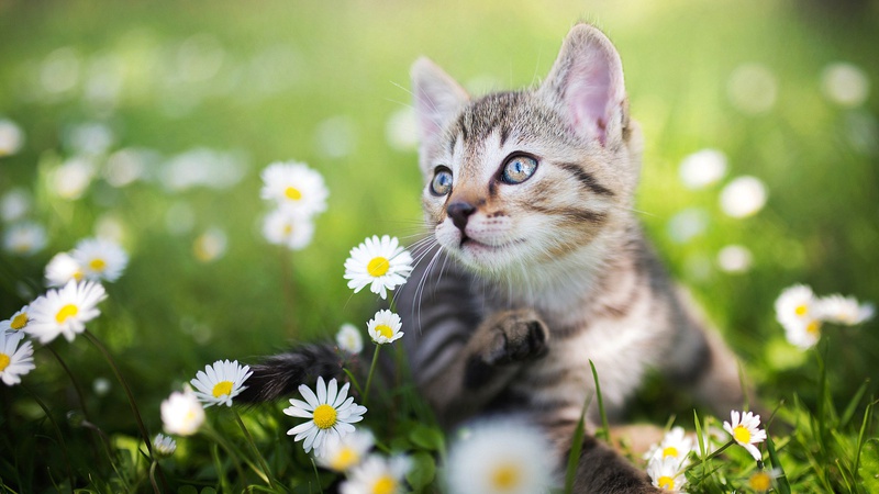 Спека, місцями дощитиме: прогноз погоди на 3 серпня