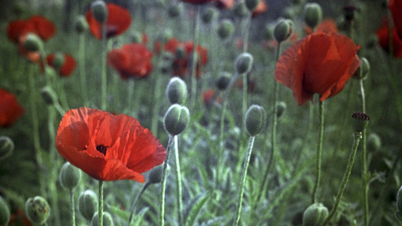На Волині пенсіонерка ледь не втрапила до в’язниці за вирощування маку: як покарали