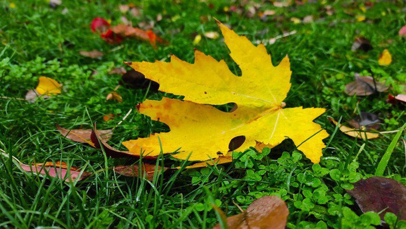 Сонячна та тепла неділя: прогноз погоди на 10 вересня