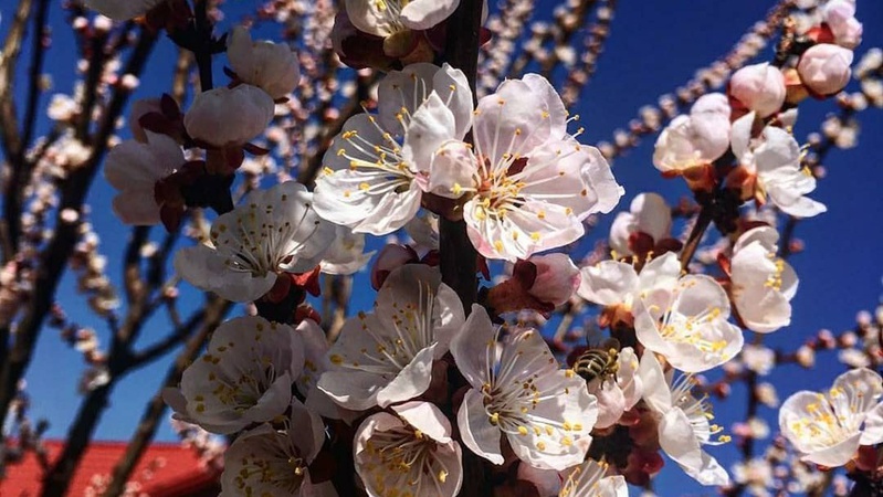 У Луцьку через аномально теплу зиму почали квітнути дерева