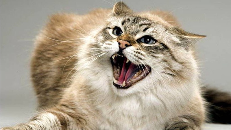 На Волині скажений кіт покусав жінку та її дітей