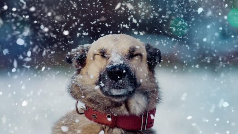 Мокрий сніг та дощ: прогноз погоди на 1 грудня