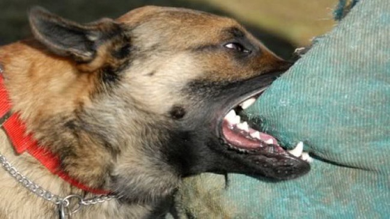 На Волині собака покусала дитину