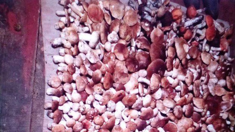 Волинянка розповіла, де назбирала понад 500 білих грибів