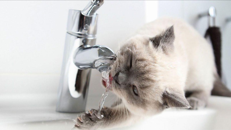 У Рожищі не буде води