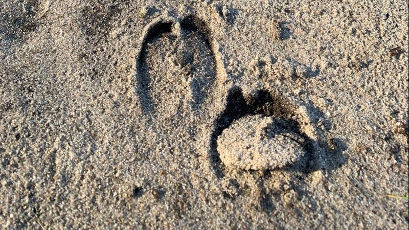 У національному природному парку на Волині провели зимовий облік диких тварин. ФОТО