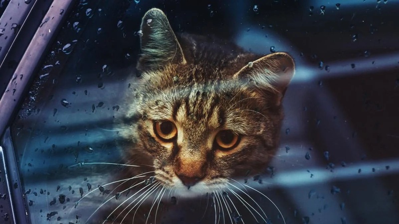 На заході України короткочасні дощі, подекуди з грозами: прогноз погоди на 15 травня