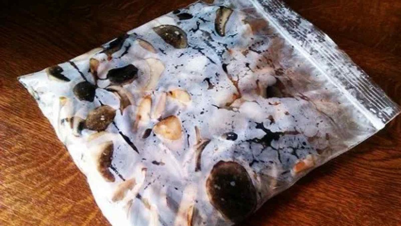 На Волині утилізують заморожені гриби, у яких виявили високий рівень радіації