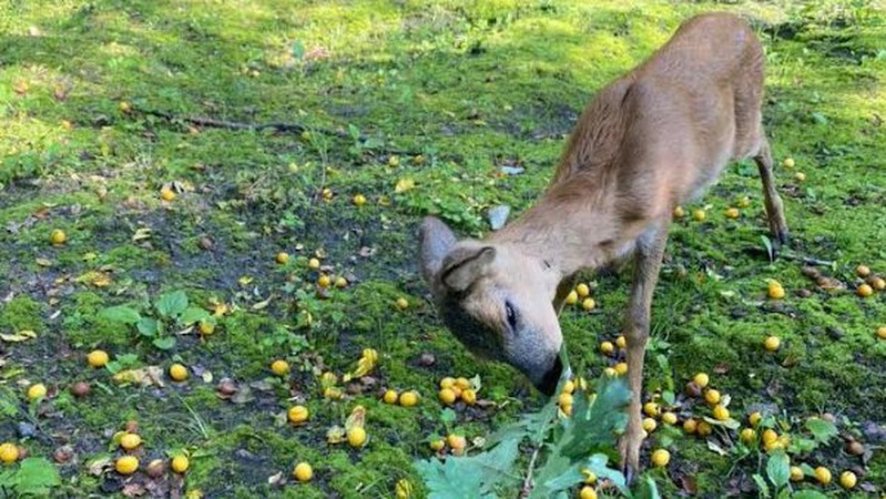 Як живе врятований волинянином козлик Льоня