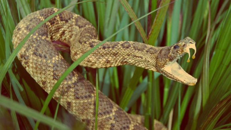Напасть змій в Івано-Франківську: троє дітей у важкому стані