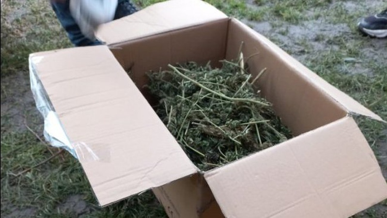 На Волині у чоловіка в гаражі виявили майже кілограм марихуани