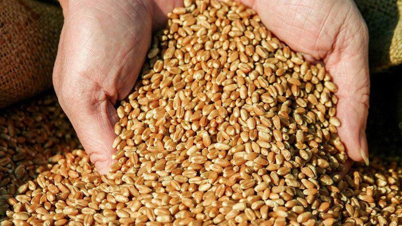 Експорт зерна: Польща заявила про готовність до діалогу з Україною