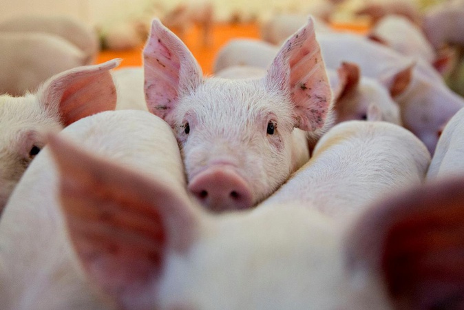 На Волині зі «снігового полону» врятували 170 свиней