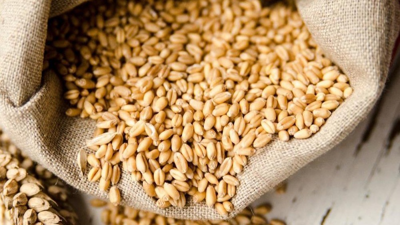 Росія заявила про свій вихід із зернової угоди: що відомо