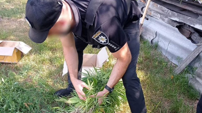 На Волині правоохоронці виявили наркоплантацію