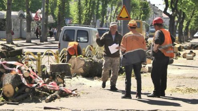 «На проспекті Волі ще зріжуть два-три дерева, не більше», – головний комунальник Луцька