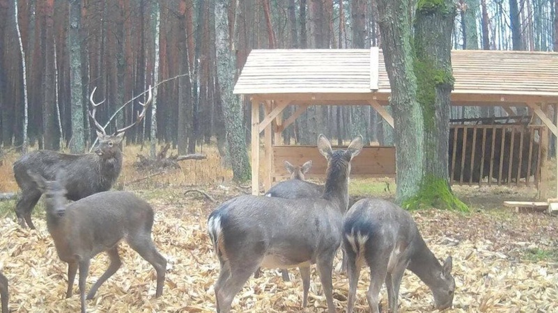У лісництві на Волині встановили нові годівниці для звірів