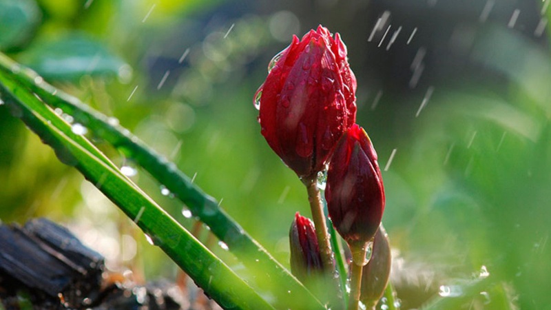 Грози та короткочасні дощі: прогноз погоди в Україні на 25 квітня