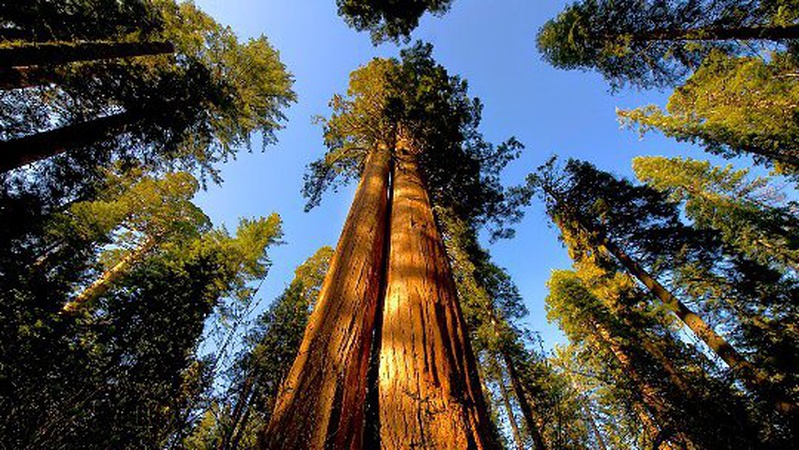 У Луцьку пропонують висадити мамонтові дерева