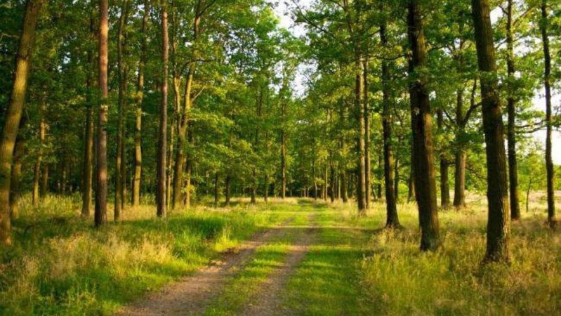 На Волині у державну власність повернуть землі лісового фонду вартістю понад 17 мільйонів гривень