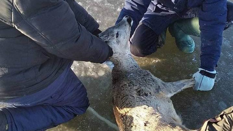 На Волині врятували підстреленого браконьєрами самця сарни. ФОТО